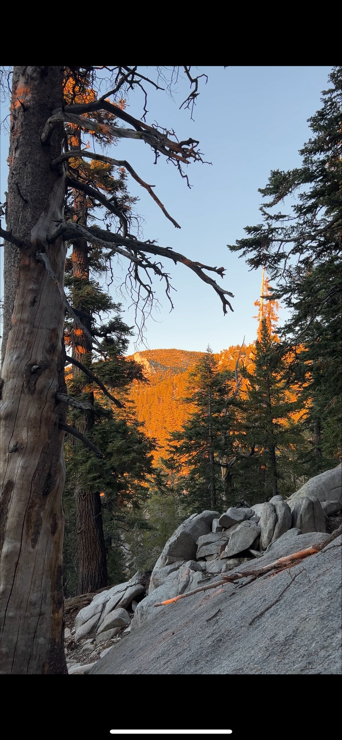 Scenic view of a forest with mountains in the background